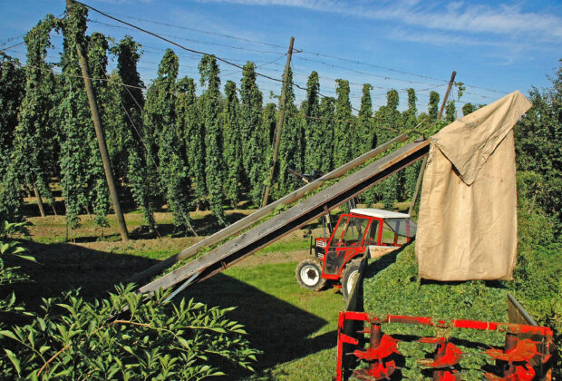 Le prix du houblon en Allemagne est en chute libre, connaissant des baisses fulgurantes allant parfois jusqu'à 90% !