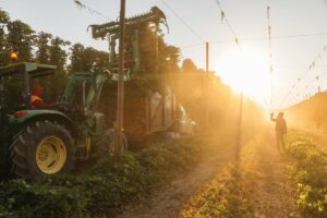De nouvelles variétés de houblon pour lutter contre le réchauffement climatique
