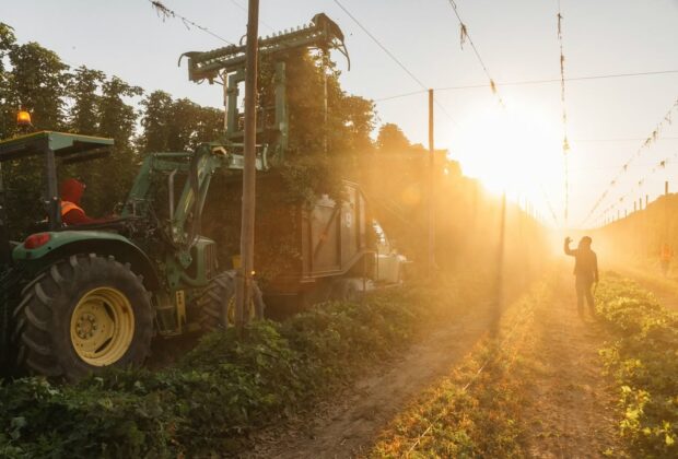 De nouvelles variétés de houblon pour lutter contre le réchauffement climatique